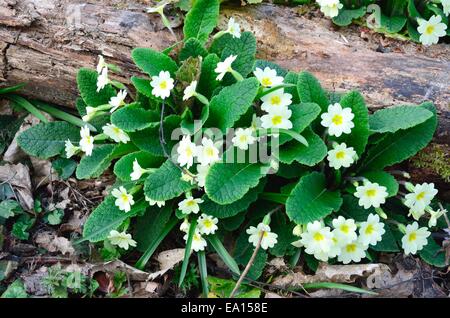 Wild primule nei boschi Foto Stock