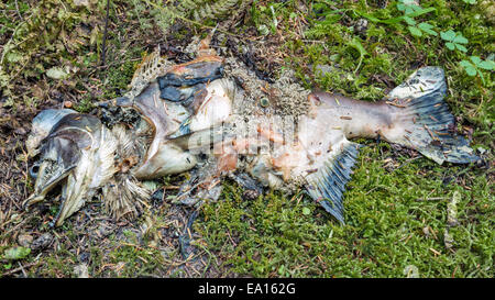 Avanzi di carcasse di salmone si decompongono e negli impianti di alimentazione delle zone costiere foresta di pioggia in Alaska Foto Stock