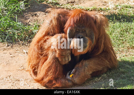 Enorme hairy orangutan in appoggio sull'erba Foto Stock