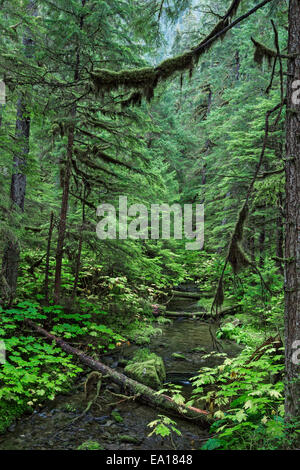 Un fiume della costiera temperata foresta pluviale, Tongass National Forest, Alaska, Stati Uniti d'America. Foto Stock