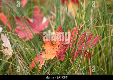 Autunno o cadono, colori sulla Norvegia foglie di Acero (Acer platanoides) in Exeter Devon, Regno Unito. Foto Stock