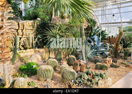 Il giardino dei cactus, The Glasshouse, RHS Wisley, Woking, Surrey, Regno Unito Foto Stock