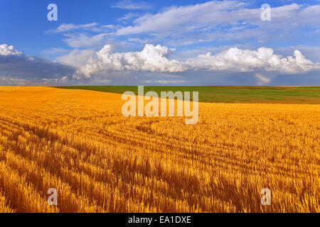 Un enorme campo di stato Montana Foto Stock