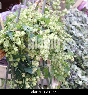 Fioritura semi di luppolo Foto Stock