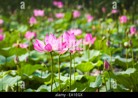 Fiore di loto in fioritura Foto Stock