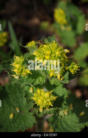 Scrofularia gialla Foto Stock