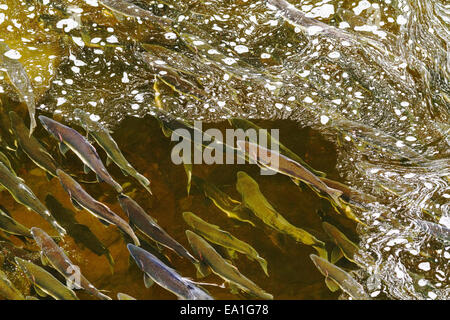 Pacific rosa salmone (Oncorhynchus gorbuscha) tornando al loro fiume natal a riversarsi in Tongass National Forest, Alaska Foto Stock