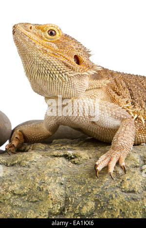Drago barbuto su sfondo bianco Foto Stock