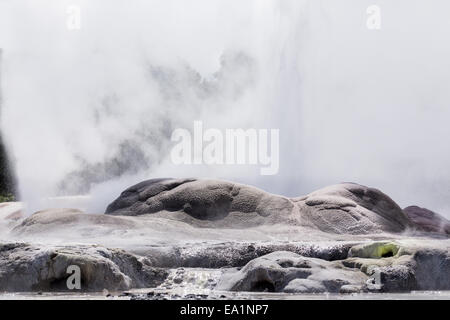 Whakarewarewa thermal area di geyser Foto Stock