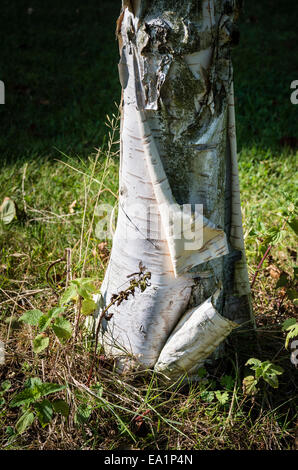 Peeling vecchio corteccia da albero di betulla d'argento, 'ombra d'argento' Foto Stock