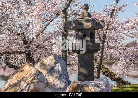 Lanterna giapponese a Washington blossoms Foto Stock