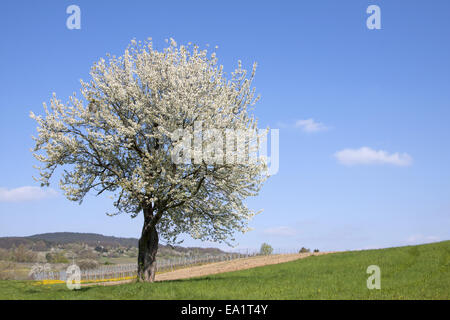 Fiore di frutta Foto Stock