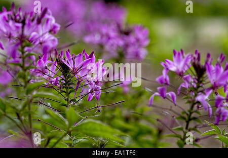 fiore di ragno Foto Stock