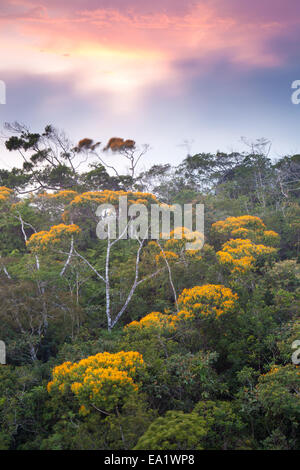 In Fiore alberi al tramonto in Altos de Campana national park, provincia di Panama, versante pacifico, Repubblica di Panama. Foto Stock