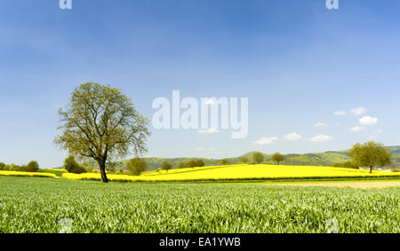 Albero di noce in primavera Foto Stock