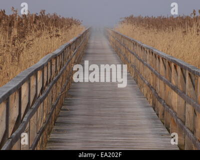 Il Boardwalk all'Federsee in Germania Foto Stock