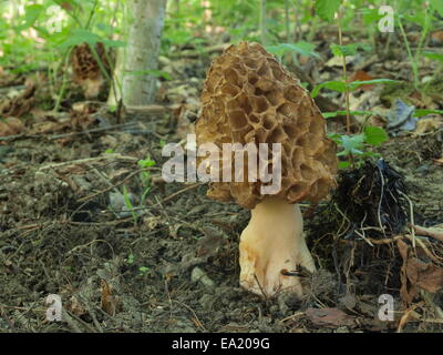 Comune - morel Morchella esculenta Foto Stock