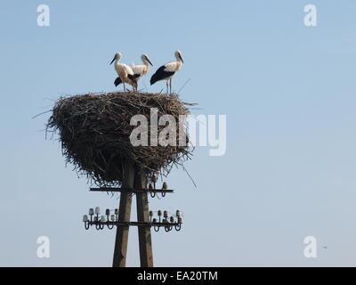 Cicogne bianche in un nido su un palo del telegrafo Foto Stock