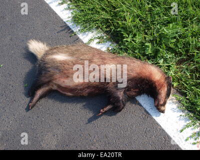 Badger come vittima del traffico Foto Stock