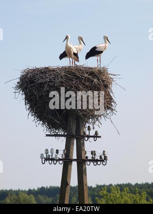 Cicogne bianche in un nido su un palo del telegrafo Foto Stock