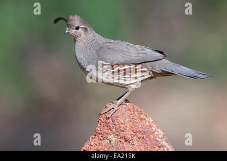 La Gambel Quaglia - Callipepla gambelii - femmina adulta Foto Stock