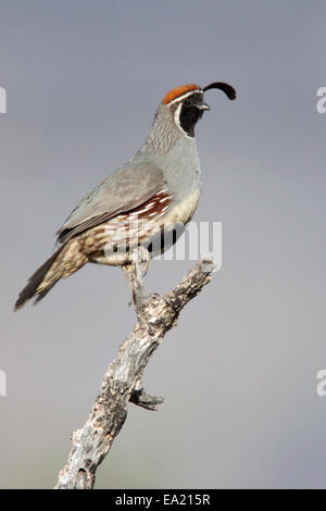 La Gambel Quaglia - Callipepla gambelii - maschio adulto Foto Stock