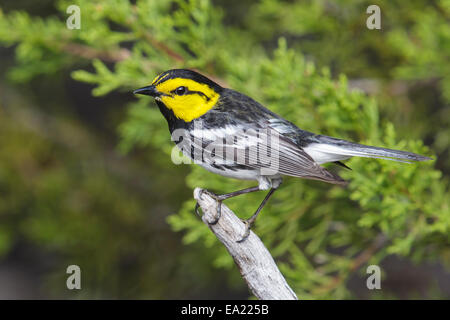 Golden-cheeked trillo - Dendroica chrysoparia - maschio Foto Stock