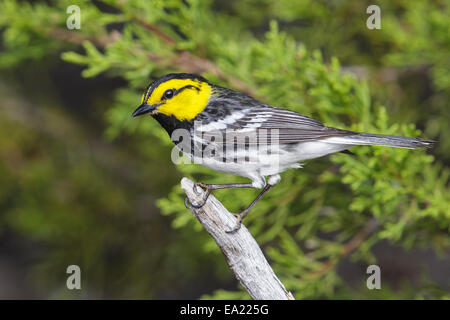 Golden-cheeked trillo - Dendroica chrysoparia - maschio Foto Stock