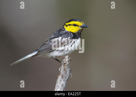 Golden-cheeked trillo - Dendroica chrysoparia - maschio Foto Stock