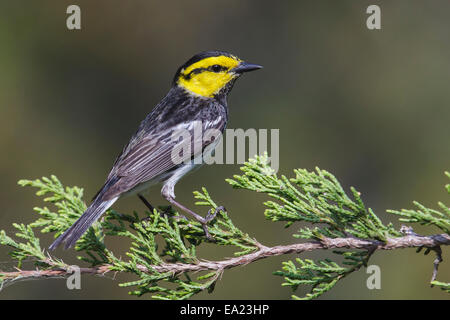 Golden-cheeked trillo - Dendroica chrysoparia - maschio Foto Stock