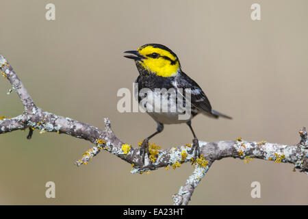 Golden-cheeked trillo - Dendroica chrysoparia - maschio Foto Stock