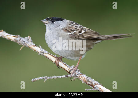 Golden-incoronato Sparrow - Zonotrichia atricapilla - allevamento adulto Foto Stock