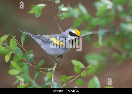 Golden-winged trillo - Vermivora chrysoptera - maschio Foto Stock