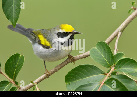 Golden-winged trillo - Vermivora chrysoptera - maschio Foto Stock