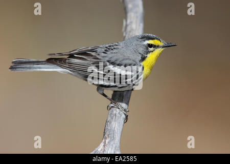 Grace's trillo - Dendroica graciae- maschio Foto Stock