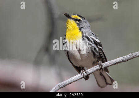 Grace's trillo - Dendroica graciae- maschio Foto Stock