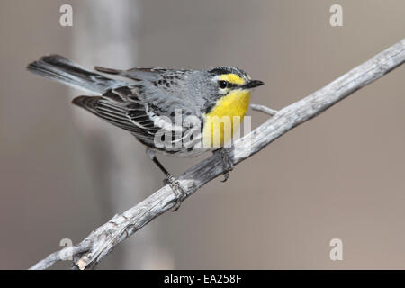 Grace's trillo - Dendroica graciae- maschio Foto Stock