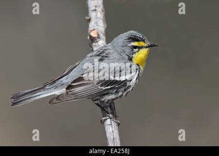 Grace's trillo - Dendroica graciae- maschio Foto Stock