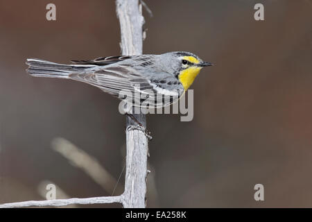 Grace's trillo - Dendroica graciae- maschio Foto Stock