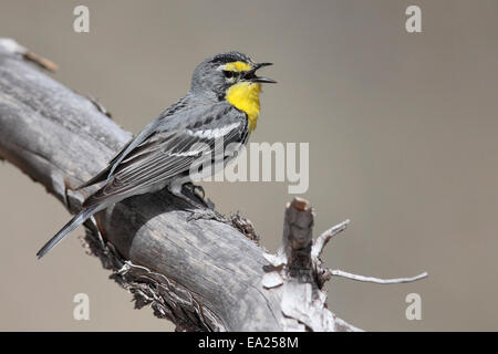 Grace's trillo - Dendroica graciae- maschio Foto Stock