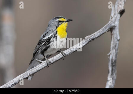 Grace's trillo - Dendroica graciae- maschio Foto Stock