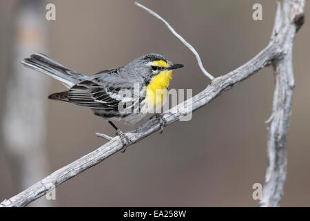 Grace's trillo - Dendroica graciae- maschio Foto Stock