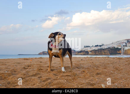 Piccolo Cane con collare da solo sulla spiaggia di Albufeira Algarve. Foto Stock