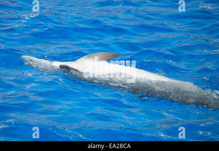 Dolphin divertendosi in mare azzurro e limpido. Foto Stock