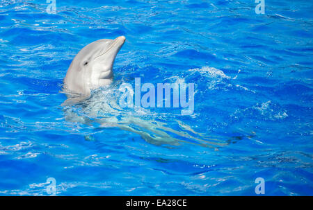 Dolphin divertendosi in mare azzurro e limpido. Posto per il testo. Foto Stock