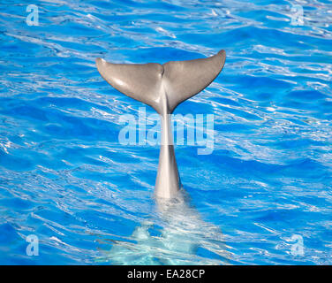 Dolphin sventolando la coda in mare azzurro e limpido. Foto Stock