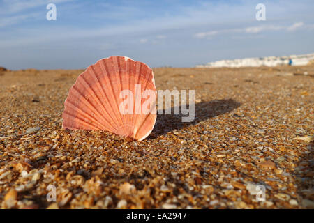 Close up di capesante shell sulla spiaggia villaggio con sullo sfondo il tramonto Foto Stock