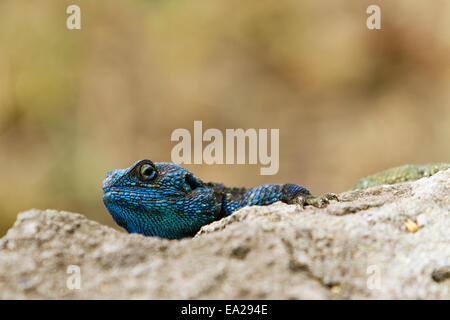 Un albero AGAMA SA nel Parco Nazionale Queen Elizabeth, Uganda Foto Stock