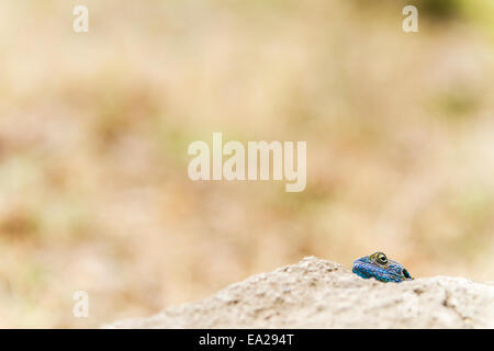 Un albero AGAMA SA nel Parco Nazionale Queen Elizabeth, Uganda Foto Stock