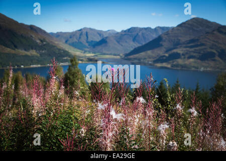 Rosebay Willow ha cantato con il suono di Sleat Glenelg e in background, Wester Ross, Scozia Foto Stock